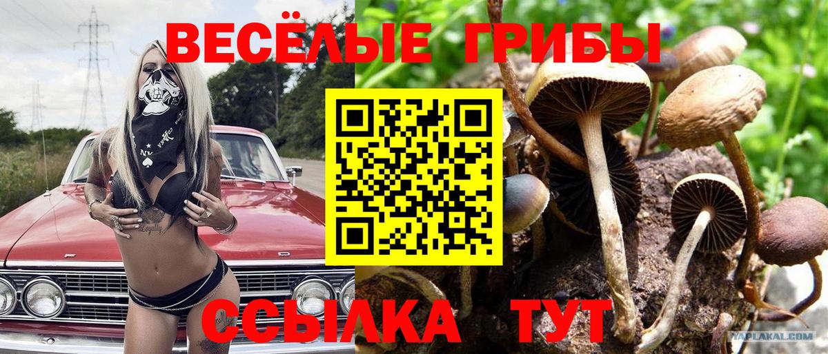 Галлюциногенные грибы Cubensis  Вход с VPN  Тара 